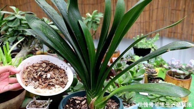 长势|家里4种生活“垃圾”,用来养君子兰,植株长得油绿光亮!
