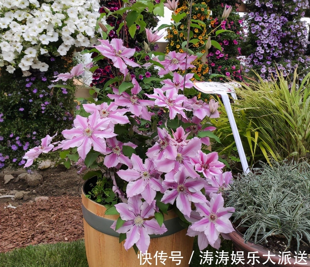 肥料|总结养花“十大问题”,只要学会,你就是养花大神