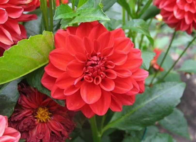 “此花”花朵硕大、花期长,颜色绚丽,比牡丹还美,绿萝还好养!