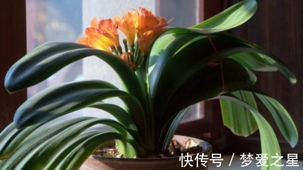 养花|养花期间,做了这些事情就会得不偿失,总遇上黄叶烂根问题