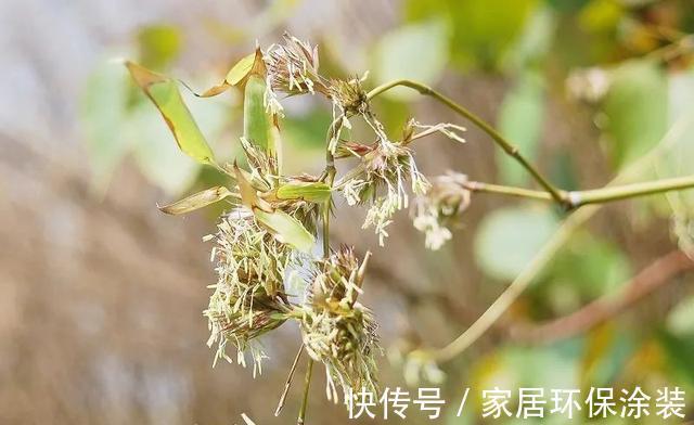 老话|“竹子开花，马上搬家”有啥寓意？不搬家会怎样？3方面带你了解