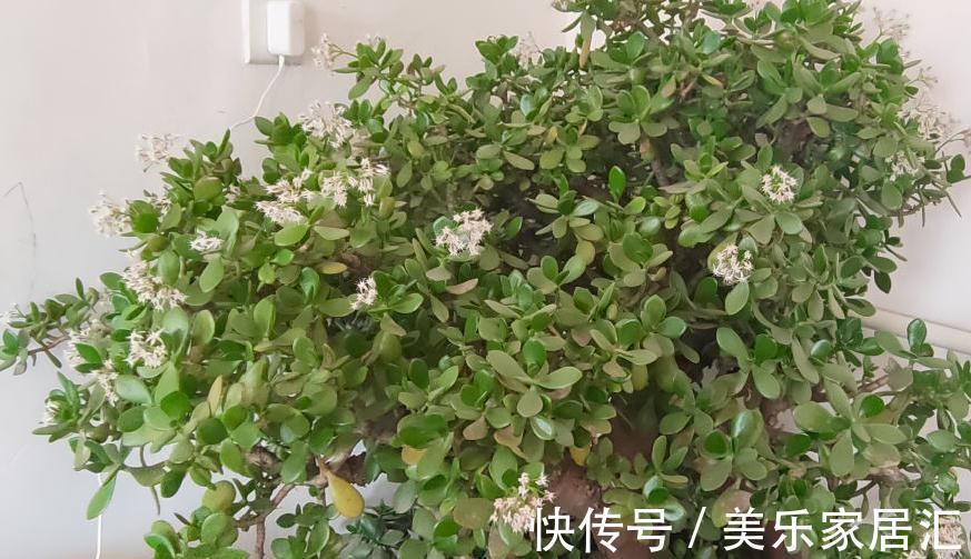 浇水|入冬修剪,这9种花,剪错不开花、杆子会枯死