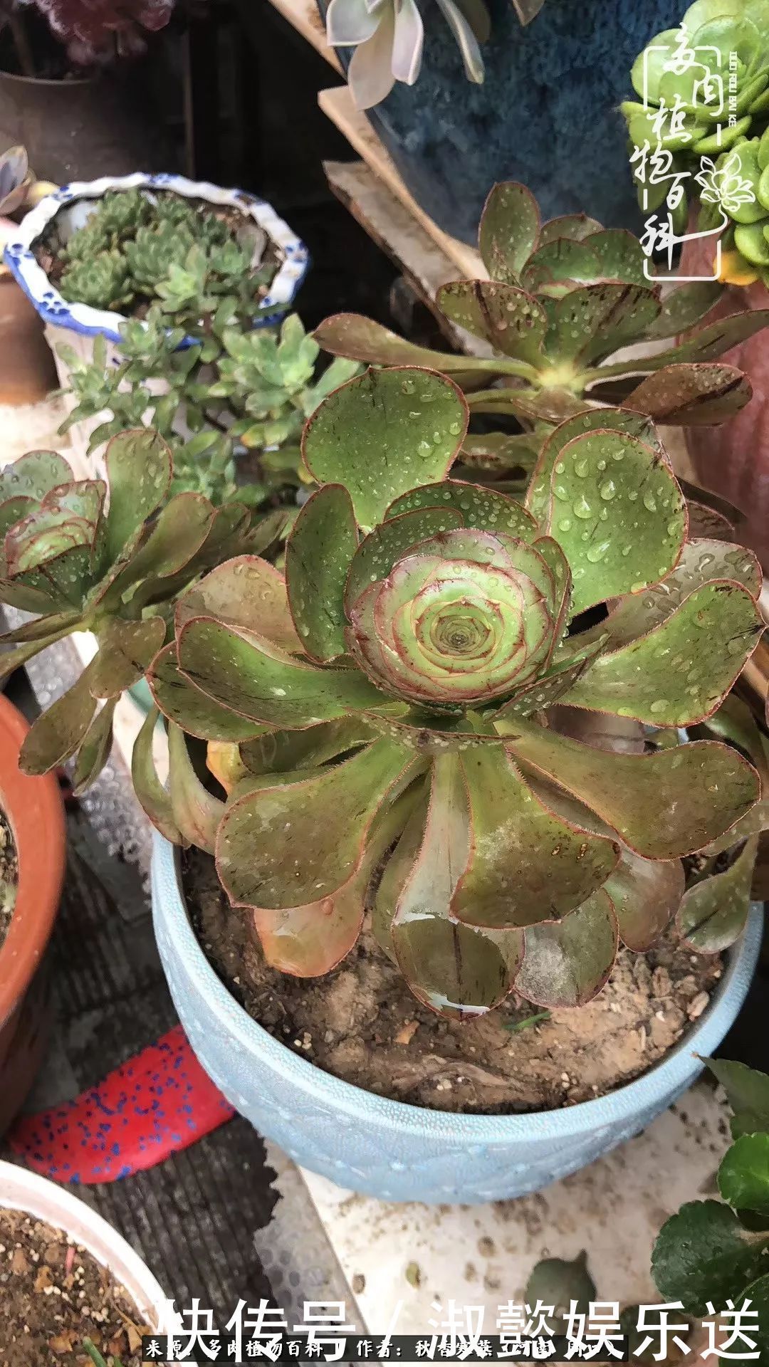 百科|多肉千万种,我独爱法师!爱它的霸气,更爱它的华丽蜕变!