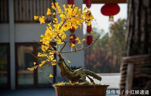 生存率|盆景桩材养坯、上盆,基质里加河沙,不仅提高生存率,还促生长