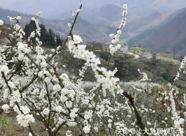 “云”赏花！镇宁李花樱花醉游客