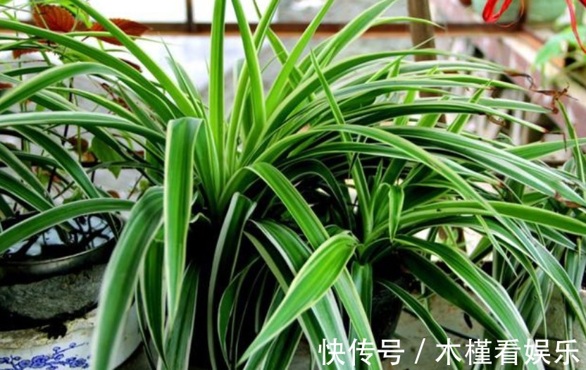 发黄|吊兰发黄、瘐弱“改掉”3个坏习惯,再施1种肥,叶油绿,长得旺