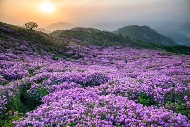 白居易：芙蓉芍药都是丑花！