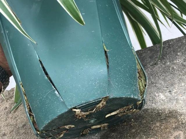 家里养盆虎皮兰,小花盆、挤着养,疯狂开花爆小崽!