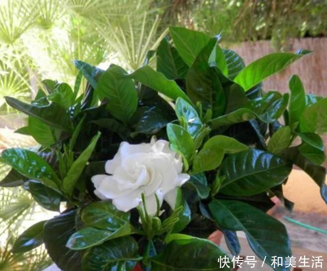 最适合6月扦插的5种花,成活率高,再不扦插就要等来年