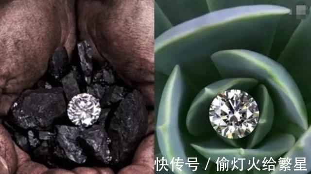 金伯利岩|找到这种植物就能找到钻石?被称为钻石指南针,下次碰见可别放过