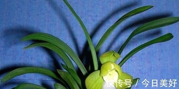 千万级别的天价孤品荷瓣兰,为何受追捧?如今还能见到吗?