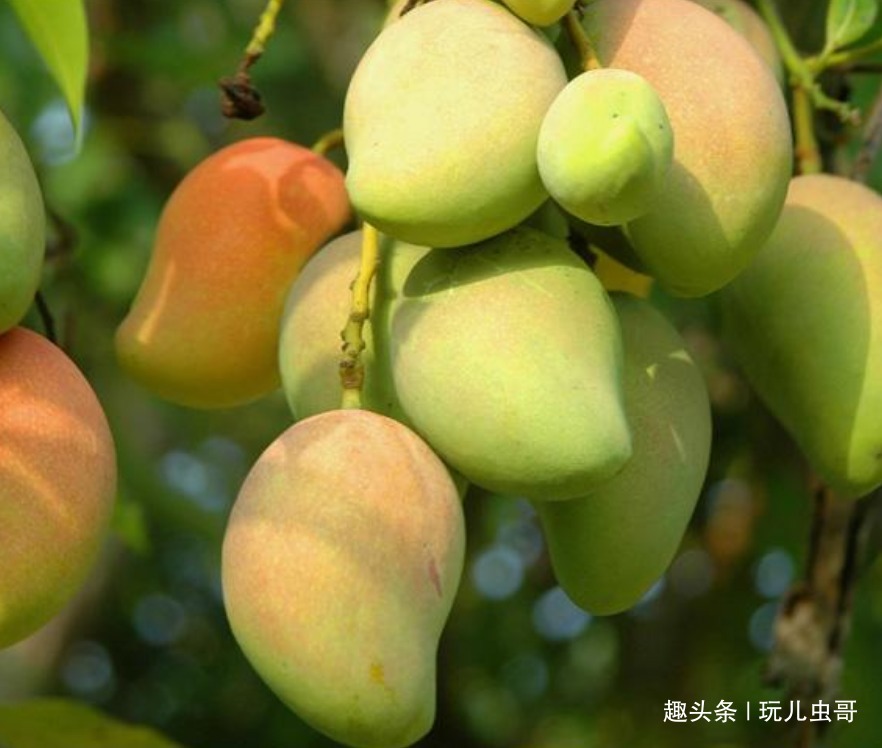 芒果|种植优质芒果的四项条件，轻松易掌握，收获好看又好吃的芒果来！