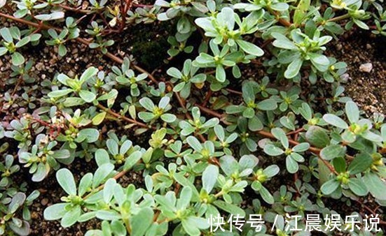 瘙痒|农村有种常见的野草，是治疗瘊子的良药，分分钟治好不再长