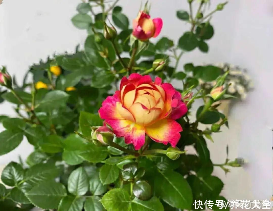 给花浇水掺点白醋,植物根比萝卜还粗,健壮不黄叶