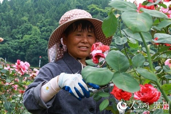 村民|贵州农博园：玫瑰花开游人醉 村民致富乐开花