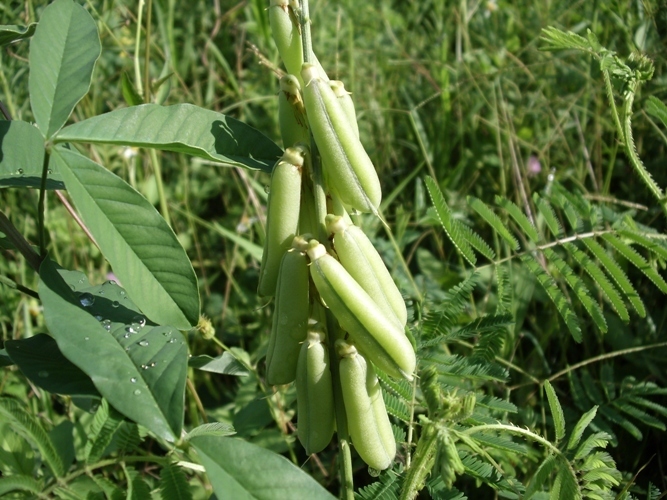 基底细胞癌|提个醒路边见到此“豌豆”,请勿摘回家,毒性非常大,了解下