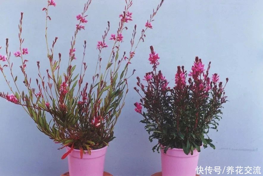 13种耐寒的盆栽花卉，零下20多度可存活，大部分南方也能种