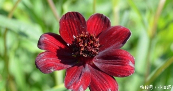 菊花|喜欢养菊就选“巧克力秋英”,具有巧克力香气,花期长室内盆栽养