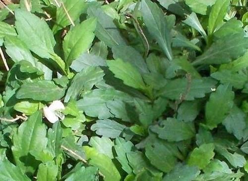 人到中年,坚持吃的食物,润肠通便,排毒瘦身,营养又健康