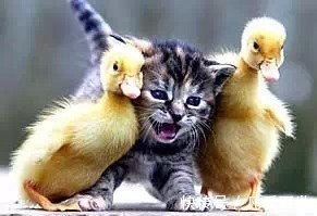 |搞笑动图:我就含在嘴里不吃,逗你玩!