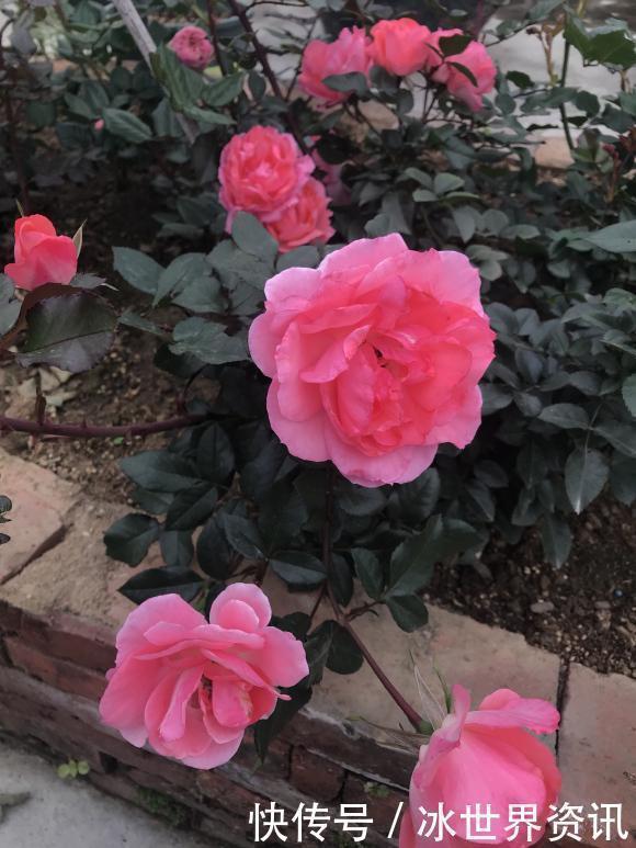 花量|6种冷门月季,看一眼就中“毒”,没养的人都后悔了!