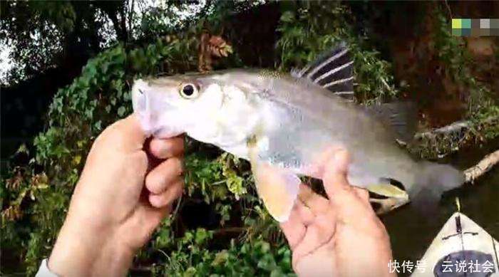 男子选这样的地方钓鱼, 划着艇子随便抛竿都有鱼追饵