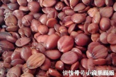 失眠|睡前坚持食几粒小果子,坚持15天,失眠治好了,生理期也不烦躁