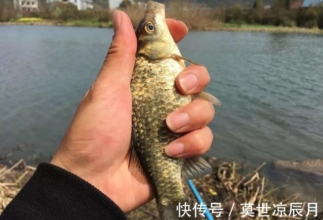 自制一款野钓专用的“散炮饵”,经济实惠上鱼多,冬钓正合适