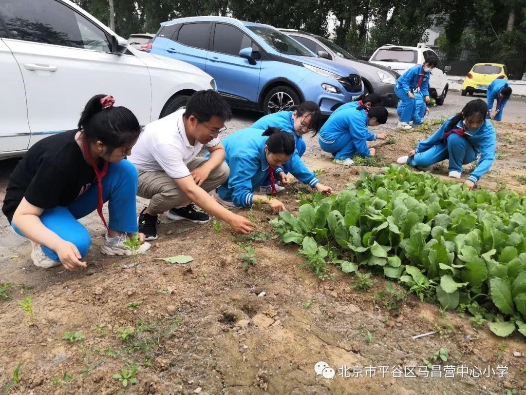 孟泰|劳动最光荣——马昌营中心小学劳动教育周活动