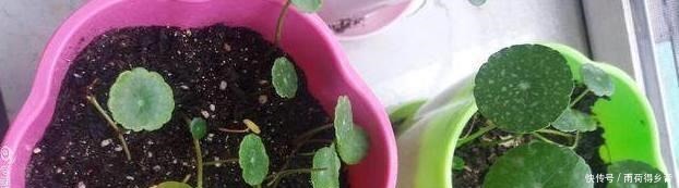 铜钱草总是养不好,自从学了这几招,叶子长得巴掌大!