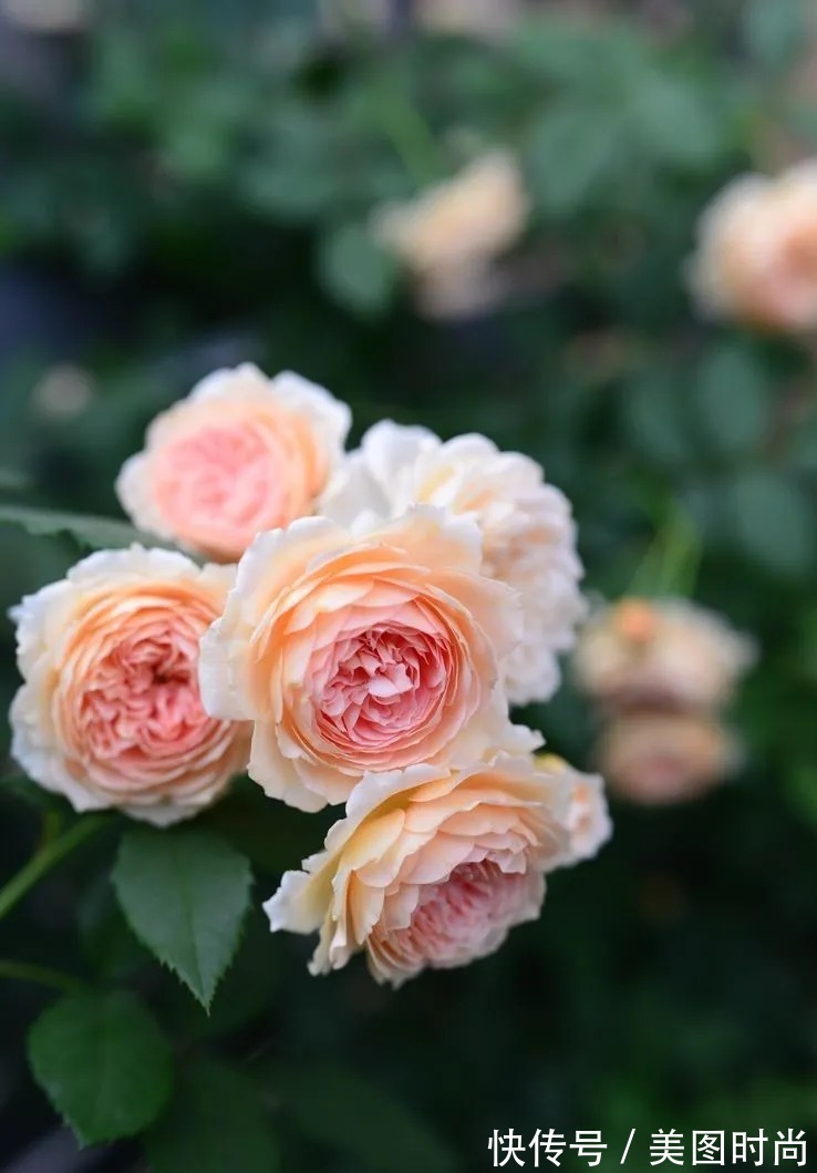 防腐木|为了这个45㎡小院子,坚持买了一楼,打造成花园后比别墅还好看