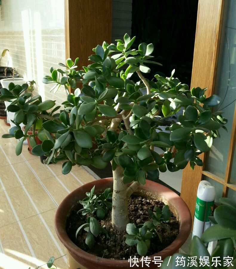 夏季|高温多湿的夏季怎么养护多肉植物玉树盆栽防止掉叶，注意4点