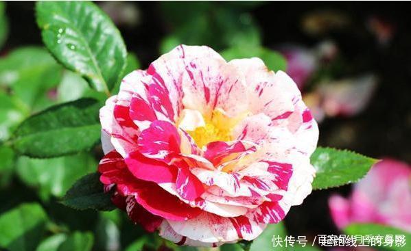 十大浓香月季排行榜,开花比香水还好闻,你喜欢哪种