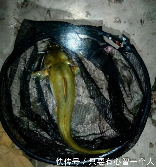 牛尾巴|广西钓友地下河出口钓起许多“奇怪黄辣丁”,最大的四十多公分长