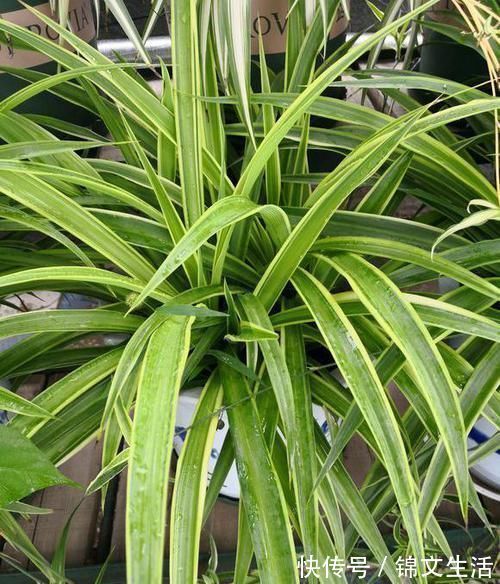 腐叶土浸出液|吊兰盆里,每月用“它”浇一次,猛长“小吊兰”,太好看