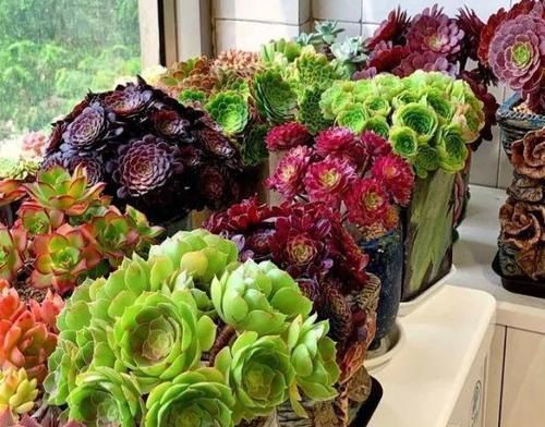 多肉植物|多肉,懒人花友的“心头好”,上班族的“小萌宠”,好看又好养