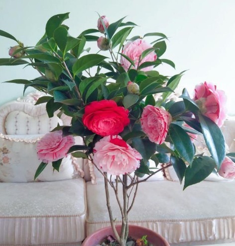 人养花,花也养人,4种花净化空气,养在阳台,轻松开成花海