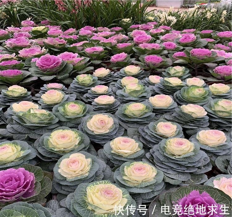 13种“漂亮花”,零下20度也冻不死它,大雪天依旧能开,又香又艳