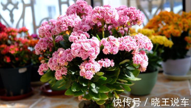 花友们|长寿花养殖和扦插技巧