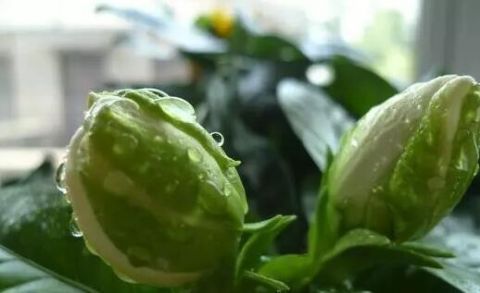 白醋倒进花盆里,竟有这么厉害的作用