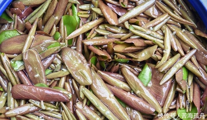 美味|农村大山特有的6种美味蔬菜,个个都很美味,你吃过几种