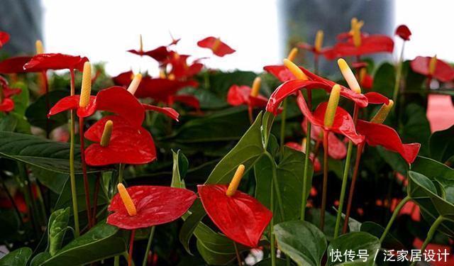 谁说红掌不好养,我第一个不同意,记住养护要点,叶子油绿开满花