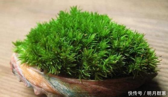 苔藓|路边常见的“它”,挖一块铺花盆里,不花一分钱,15天后收获惊喜