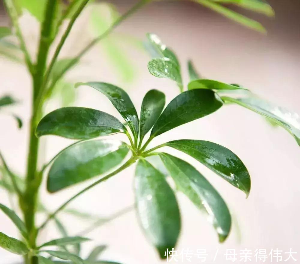 这些花是二手烟的克星,家里有烟鬼的,赶紧养几盆