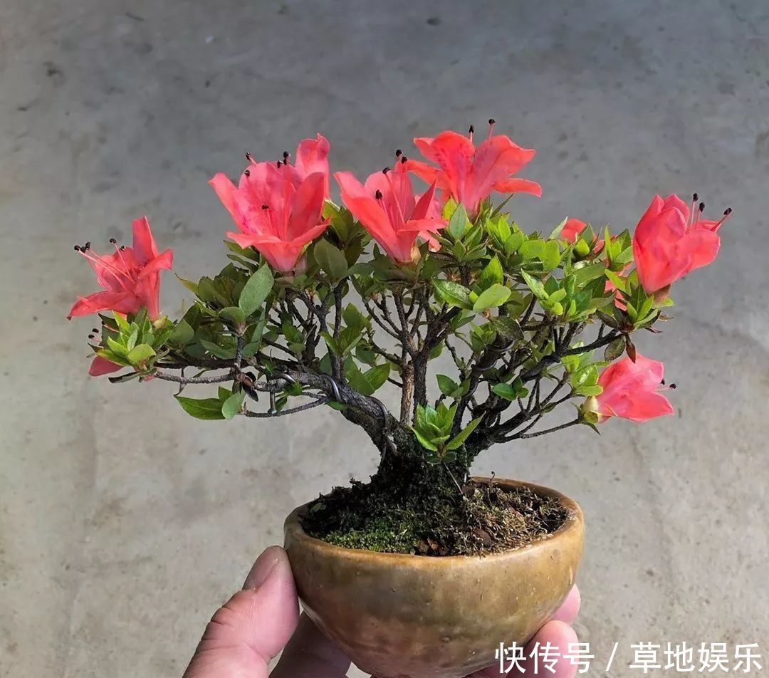 迷你的盆景艺术,小树开花