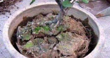 水里加点“它”，盆土越浇越“透气”，10年不换盆，花也旺，养根