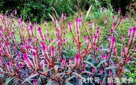 祛湿|专家常用此草泡水喝，每天喝一杯，清肝明目，祛湿清热