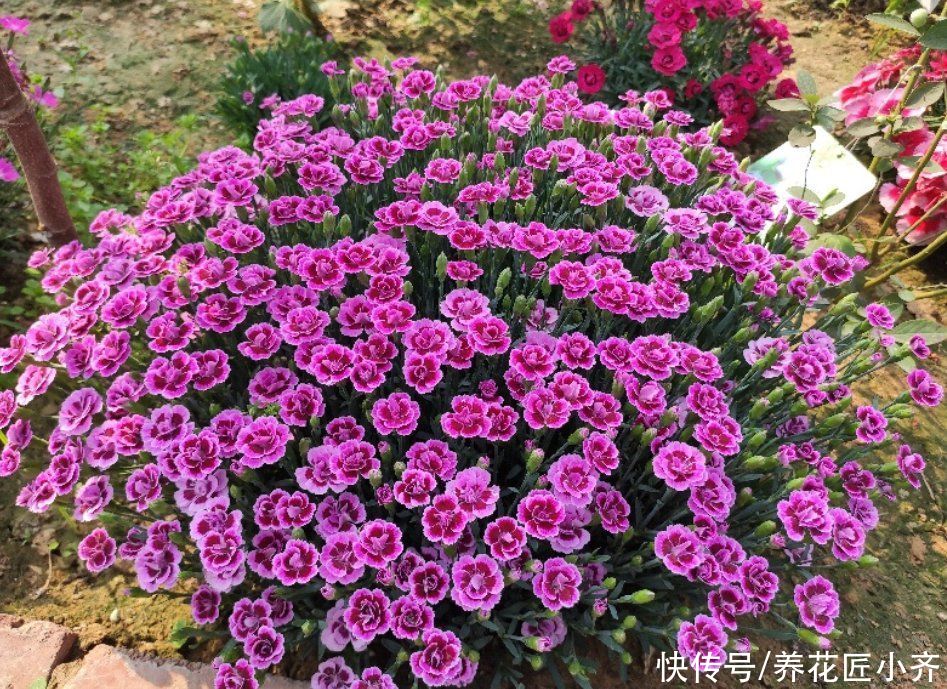 室内养花容易招虫?养这5种花,它们开花漂亮,封闭阳台也可以养