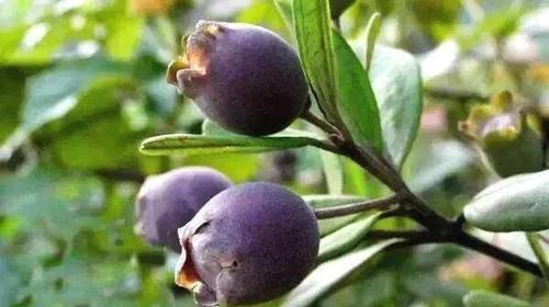 女性想要皮膚好，推薦常吃3種食物，美容養(yǎng)顏，滋潤(rùn)身體