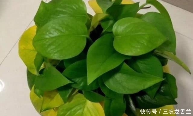 感染细菌|绿萝隔三差五的长出黄叶来, 赶紧这么处理